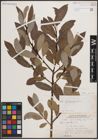 Foto von Salix discolor Muhl.